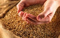 Минсельхоз обсуждает интервенции или стимулирование экспорта для стабилизации цен на зерно