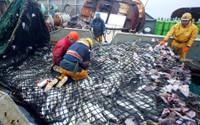 РЖД за 8 месяцев увеличили перевозку тихоокеанской рыбы ускоренными поездами в 1,7 раза
