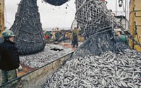 Бизнес из Южной Кореи готов вложиться в во владивостокскую рыбу