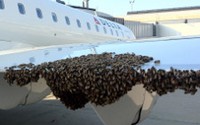 В Индии авиарейс задержали из-за нападения роя пчел на самолет